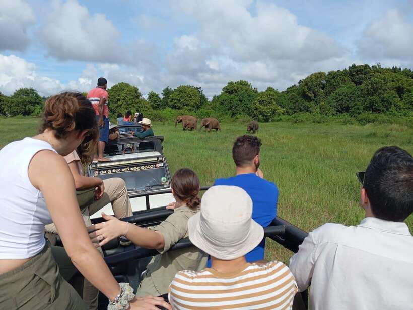 From Sigiriya: Hurulu Eco Park Elephant Jeep Safari - Is $28 good value?