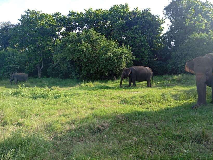 From Sigiriya: Hurulu Eco Park Elephant Jeep Safari - Who should book this safari?