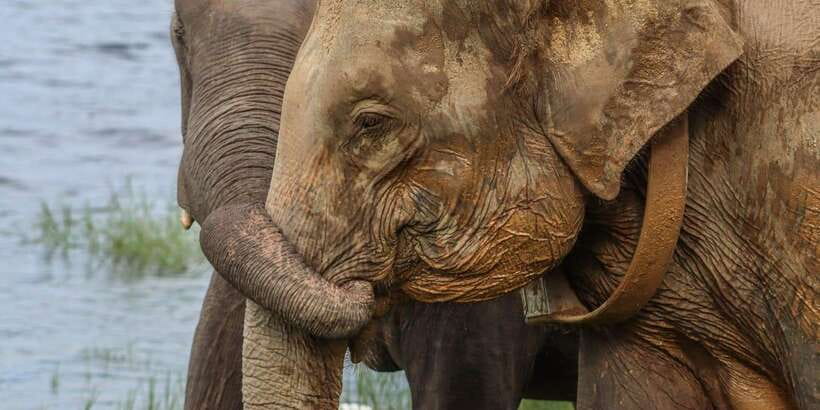 From Sigiriya Hurulu Eco Park ElephantSafari ticket included - Key points to know before you book