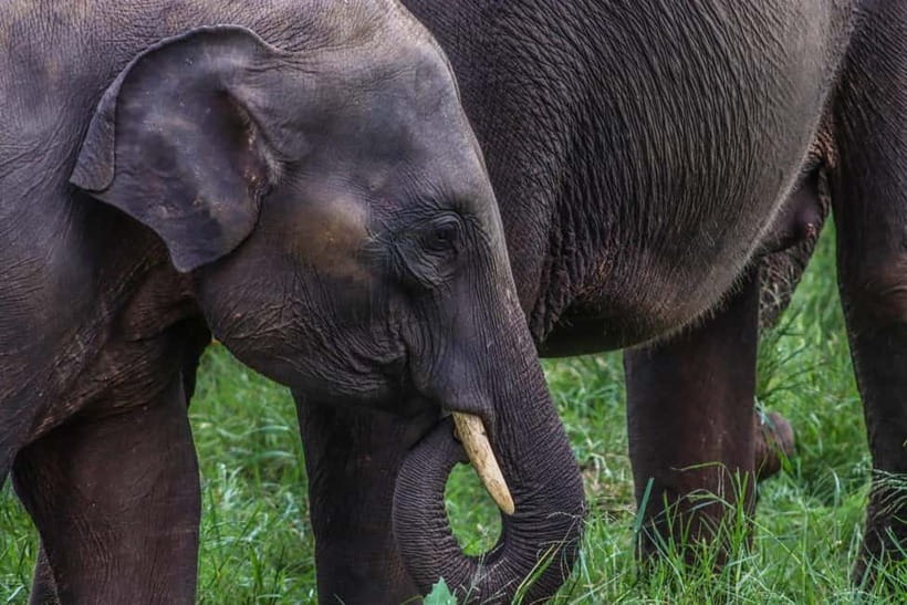 From Sigiriya Hurulu Eco Park ElephantSafari ticket included - Why Hurulu is a good place for wild elephant watching