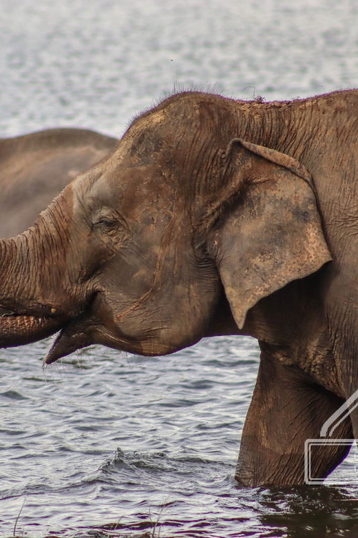 From Sigiriya Hurulu Eco Park ElephantSafari ticket included - What else you might see beyond elephants
