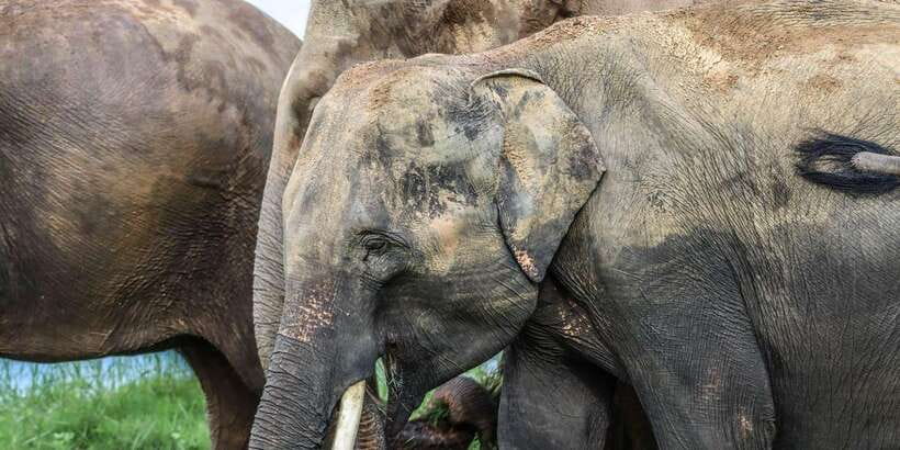 From Sigiriya Hurulu Eco Park ElephantSafari ticket included - Seasonal timing and the Minneriya question