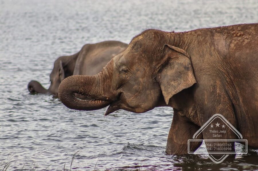 From Sigiriya Hurulu Eco Park ElephantSafari ticket included - Who will enjoy this safari most