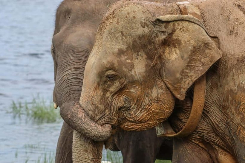 From Sigiriya Hurulu Eco Park ElephantSafari ticket included - The 30-minute ride from your hotel