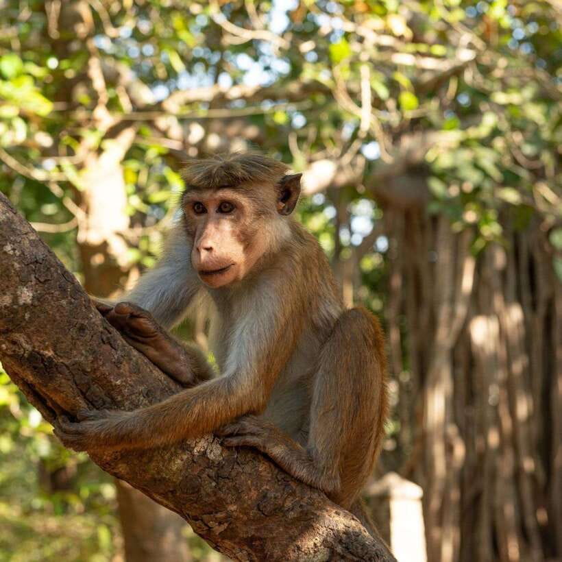 From Sigiriya : Hurulu Eco Park Safari : All Inclusive - Birds, buffalo, peacocks, and the chance of a leopard