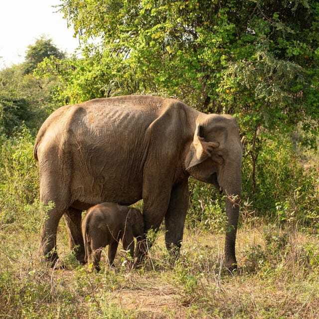From Sigiriya : Hurulu Eco Park Safari : All Inclusive - Is $31 good value?