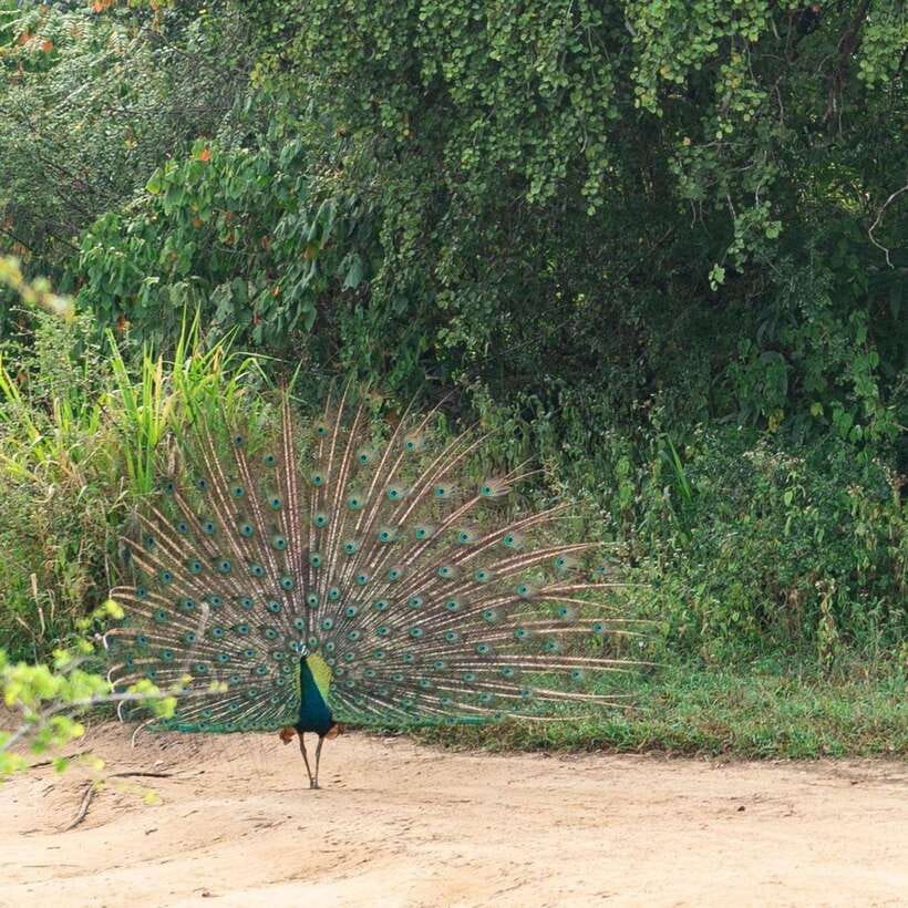 From Sigiriya : Hurulu Eco Park Safari : All Inclusive - Booking details and cancellation