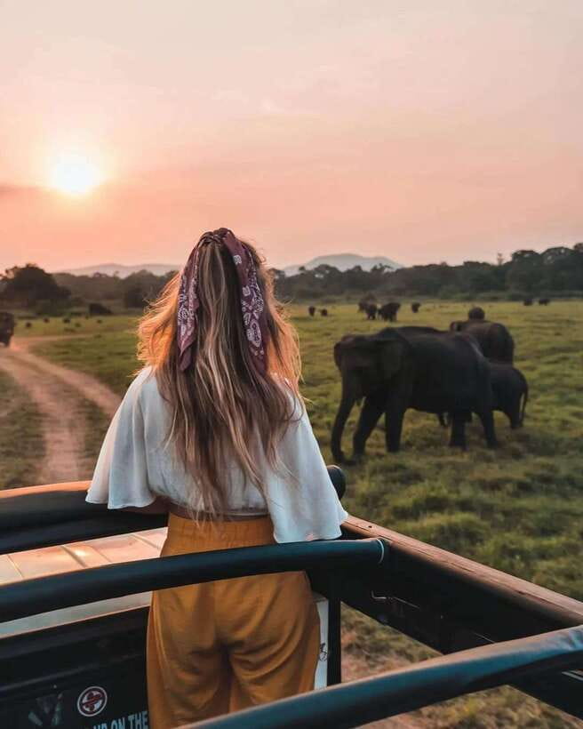 From Sigiriya: Minneriya National Park Elephant Safari - Reading the park from a jeep