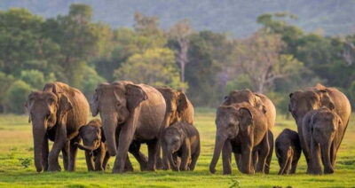 Minneriya National Park Elephant Safari