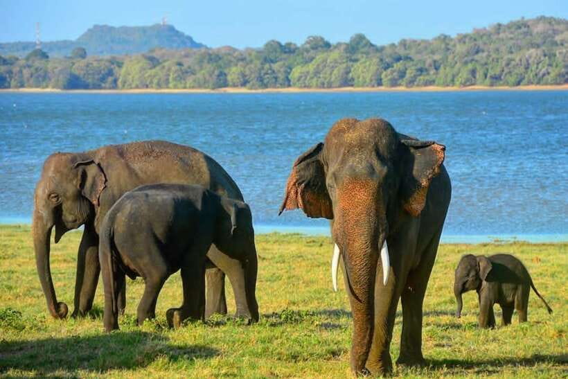 From Sigiriya: Minneriya National Park Elephant Safari - How the $33 price measures up