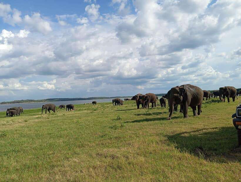 From Sigiriya: Minneriya National Park Half-Day Jeep Safari - Key points at a glance