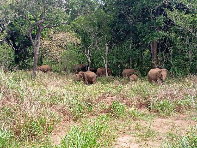 From Sigiriya: Minneriya National Park Half-Day Jeep Safari - The 4x4 ride inside Minneriya National Park