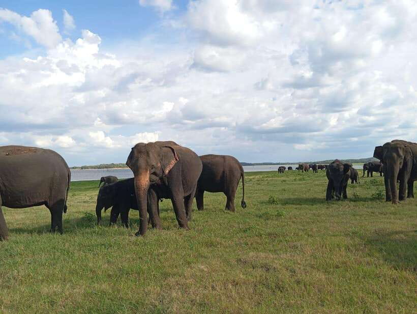 From Sigiriya: Minneriya National Park Half-Day Jeep Safari - What else you might see besides elephants