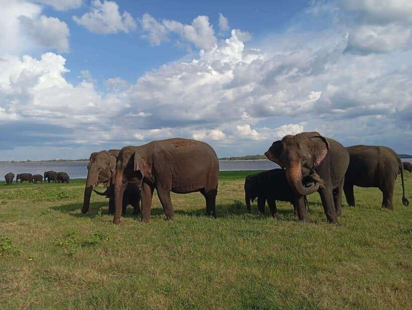 From Sigiriya: Minneriya National Park Half-Day Jeep Safari - Who will enjoy this safari most
