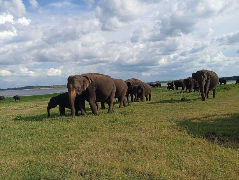 From Sigiriya: Minneriya National Park Half-Day Jeep Safari - Should you book it?