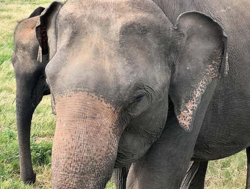 From Sigiriya: Minneriya National Park Private Jeep Safari - Wildlife beyond the elephants