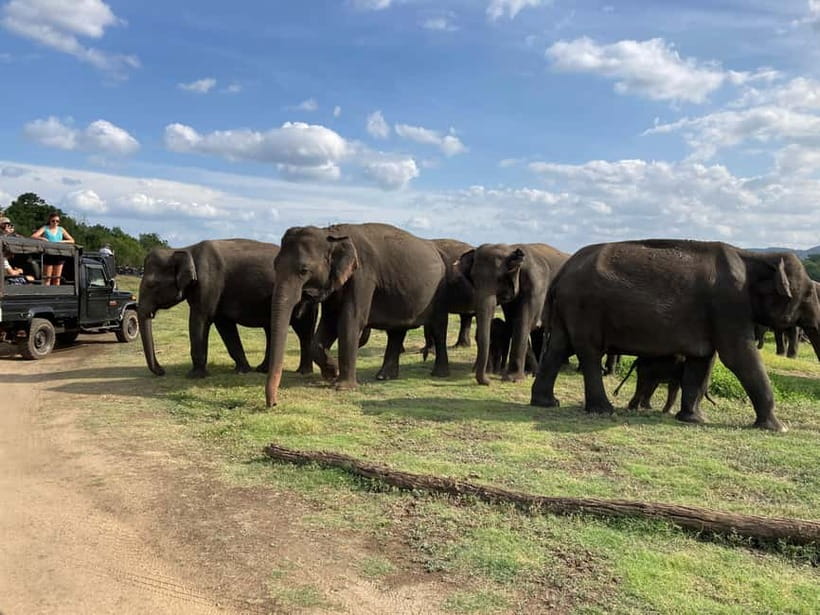 From Sigiriya: Minneriya National Park Private Jeep Safari - Timing, weather, and realistic expectations