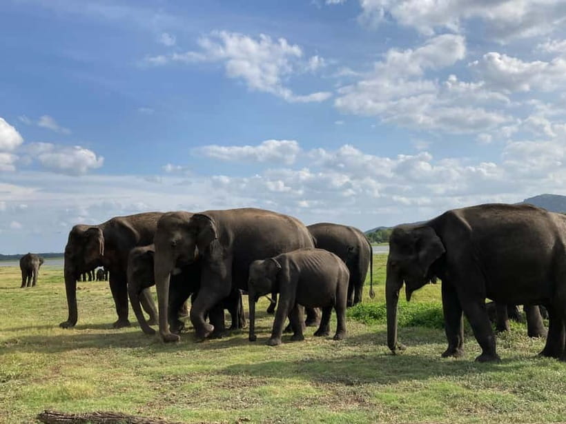 From Sigiriya: Minneriya National Park Private Jeep Safari - Who will get the most from this safari?
