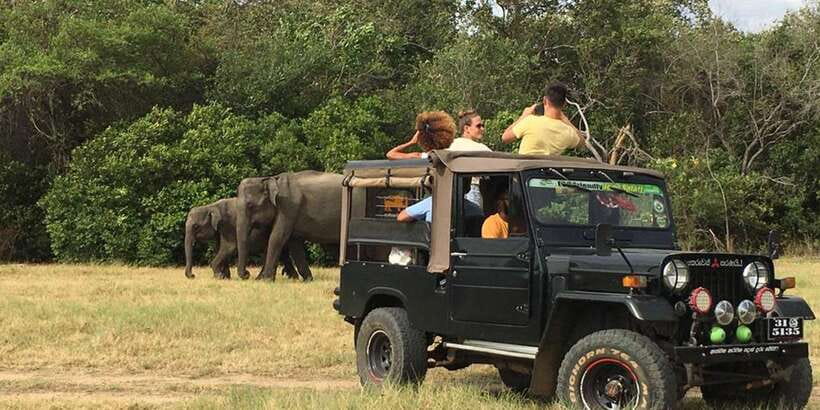 From Sigiriya: Polonnaruwa Ancient City & Minneriya Safari - What you are really paying for at $67