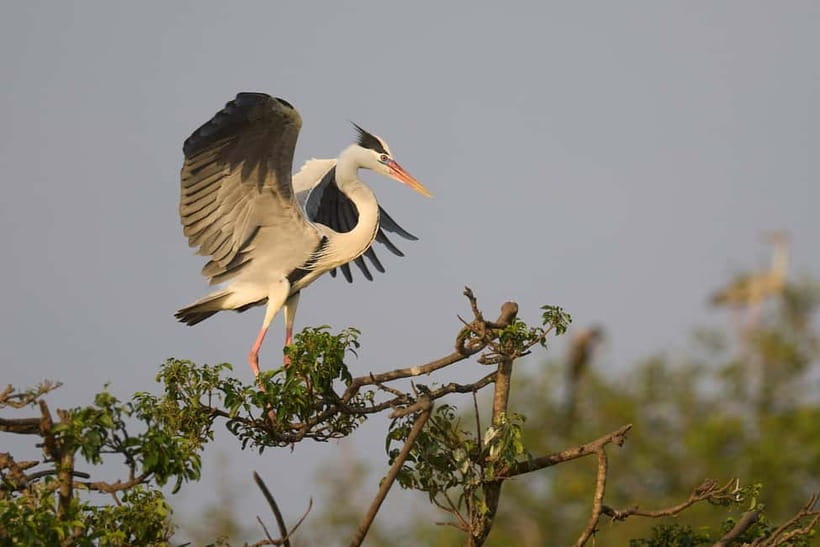 From Tangalle / Hiriketiya - Yala Safari - Drop-off : Ella - Comfort, timing, and who should skip it