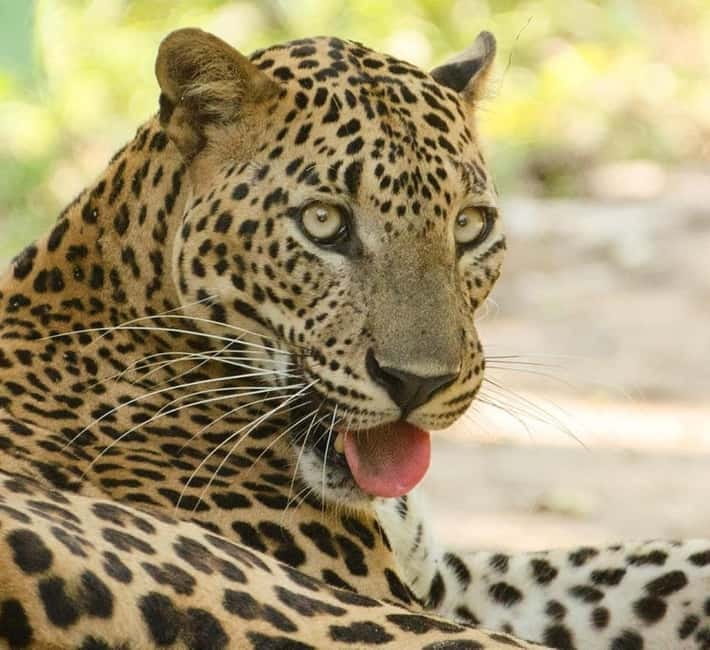 From Tangalle / Hiriketiya - Yala Safari - Drop-off : Ella - Pickup towns and the long day on the road