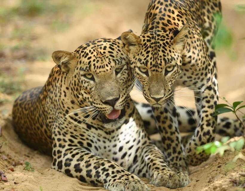 From Tangalle / Hiriketiya : Yala Safari tour & Drop - Ella - What the wildlife promise really means