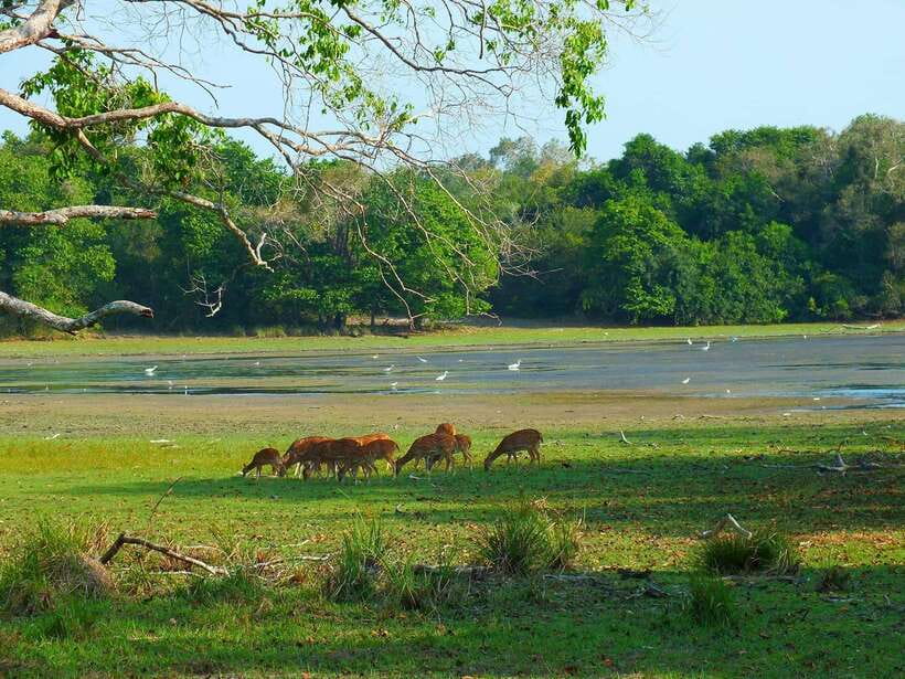 From Tangalle / Hiriketiya : Yala Safari tour & Drop - Ella - Who will get the most from this safari?