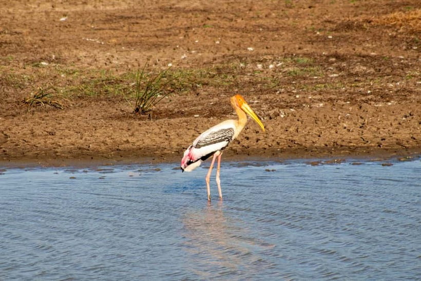 From Tangalle/ Hiriketiya: Yala Safari with Drop: Ella - The rough ride is part of the package