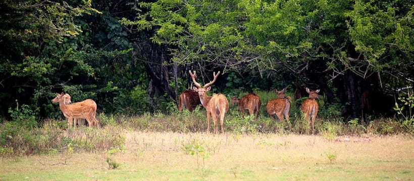 From Tangalle/ Hiriketiya: Yala Safari with Drop: Ella - What the strong and weak points add up to