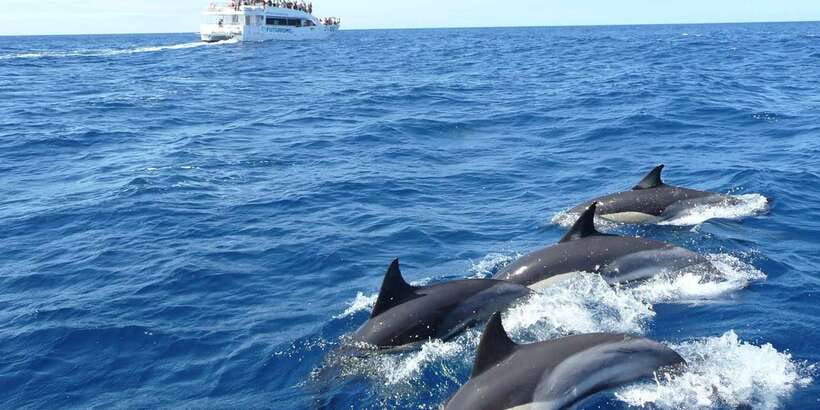 From Tangalle: Mirissa Whale Watching Tour with Breakfast - From Tangalle to Mirissa Pier before sunrise