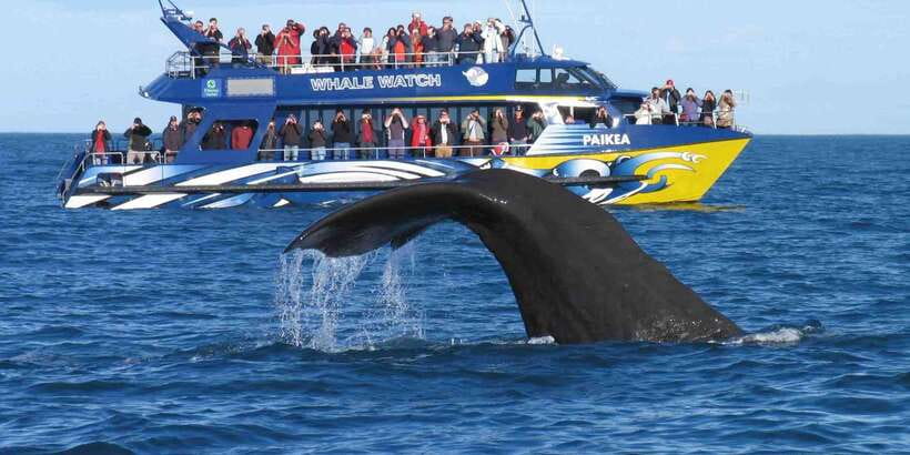 From Tangalle: Mirissa Whale Watching Tour with Breakfast - Leaving Mirissa for open water