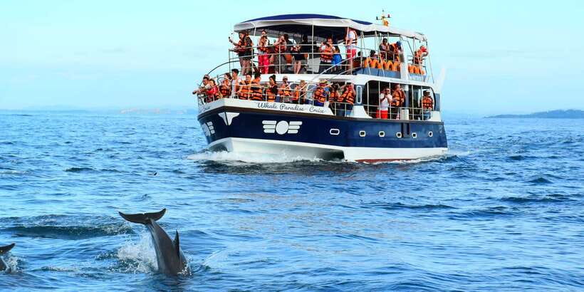 From Tangalle: Mirissa Whale Watching Tour with Breakfast - Sperm whales, fin whales, dolphins, and possible orcas