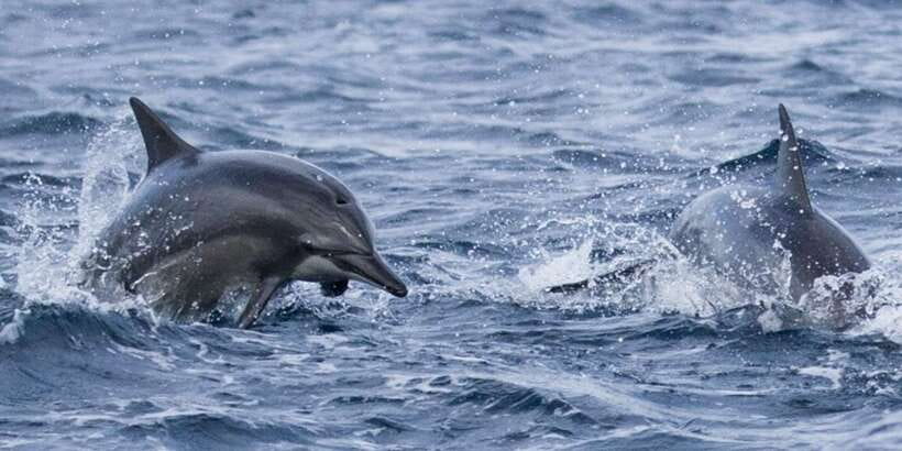 From Tangalle: Mirissa Whale Watching Tour with Breakfast - Breakfast, coffee, and comfort on the boat
