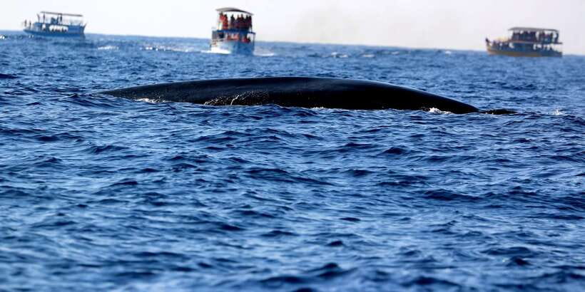 From Tangalle: Mirissa Whale Watching Tour with Breakfast - Who will get the most from this cruise?