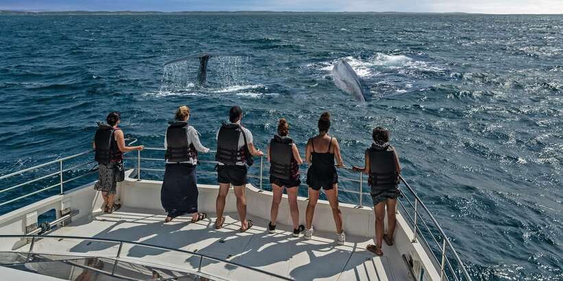 From Tangalle: Mirissa Whale Watching Tour with Breakfast - Should you book the Mirissa whale-watching tour?