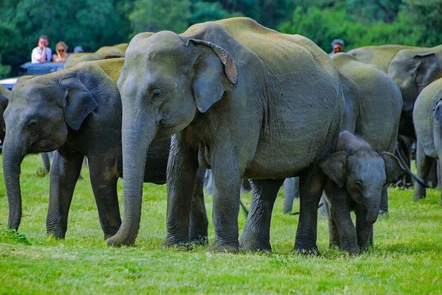 From Trincomalee: Minneriya National Park 4X4 Jeep Safari - Key things to know before booking