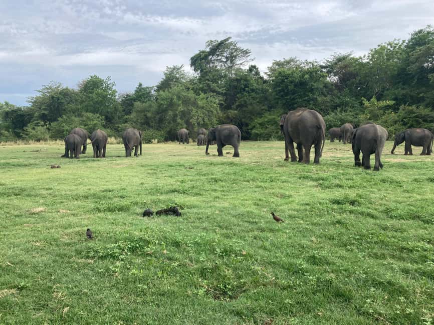 From Trincomalee: Minneriya National Park 4X4 Jeep Safari - The elephant gathering and other wildlife