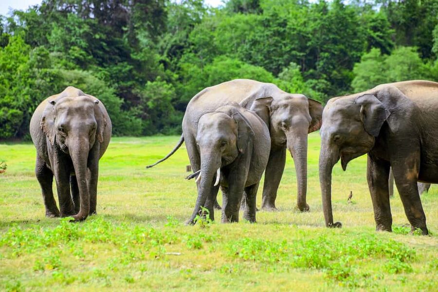 From Trincomalee: Minneriya National Park 4X4 Jeep Safari - What the $125 price really covers
