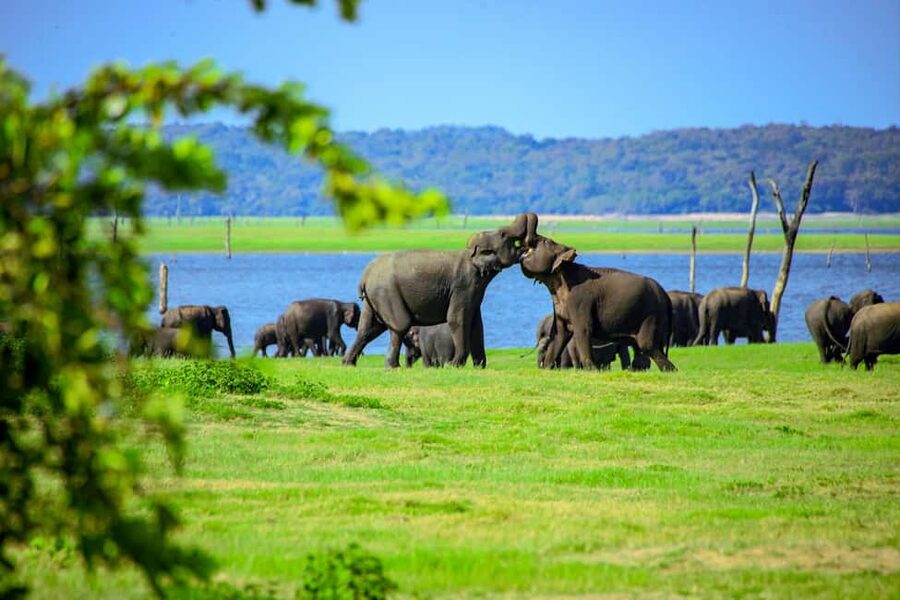 From Trincomalee: Minneriya National Park 4X4 Jeep Safari - Should you book the Minneriya safari?