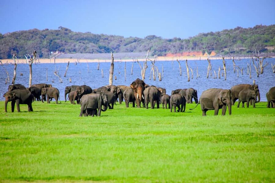 From Trincomalee: Minneriya National Park 4X4 Jeep Safari - From Trincomalee or Nilaveli to the park