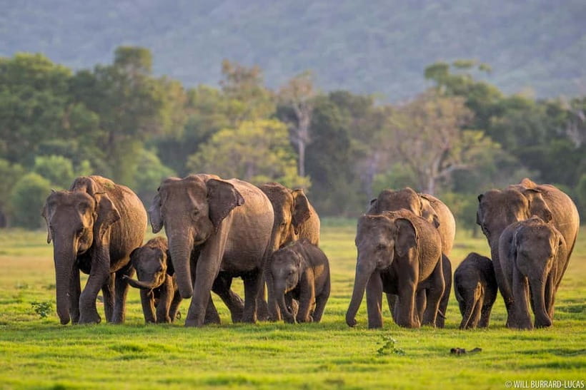 From Trincomalee: Village Tour & Minneriya Elephant Safari - From Trincomalee beaches to rural Pelwehera