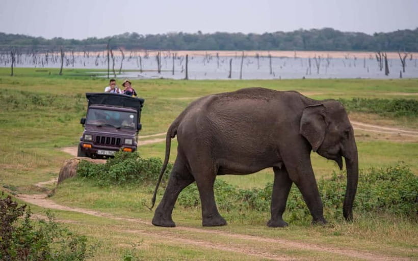 From Trincomalee: Village Tour & Minneriya Elephant Safari - Cooking over a clay stove, followed by lunch