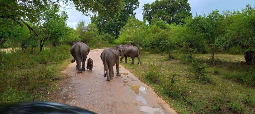 From Udawalawa : Udawalawa National Park Safari Tours - The 20-minute ride from Udawalawe