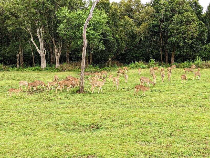From Udawalawa : Udawalawa National Park Safari Tours - Three hours among grasslands, forest, and wetlands