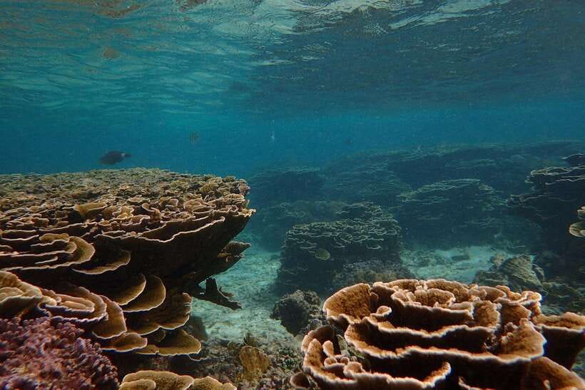 From Uppuveli Beach: Pigeon Island Snorkeling Tour - Is the $50 price good value?