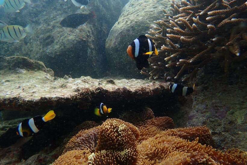 From Uppuveli Beach: Pigeon Island Snorkeling Tour - Practical advice for a smoother morning