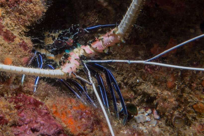 From Uppuveli Beach: Pigeon Island Snorkeling Tour - Should you book the Pigeon Island snorkeling tour?