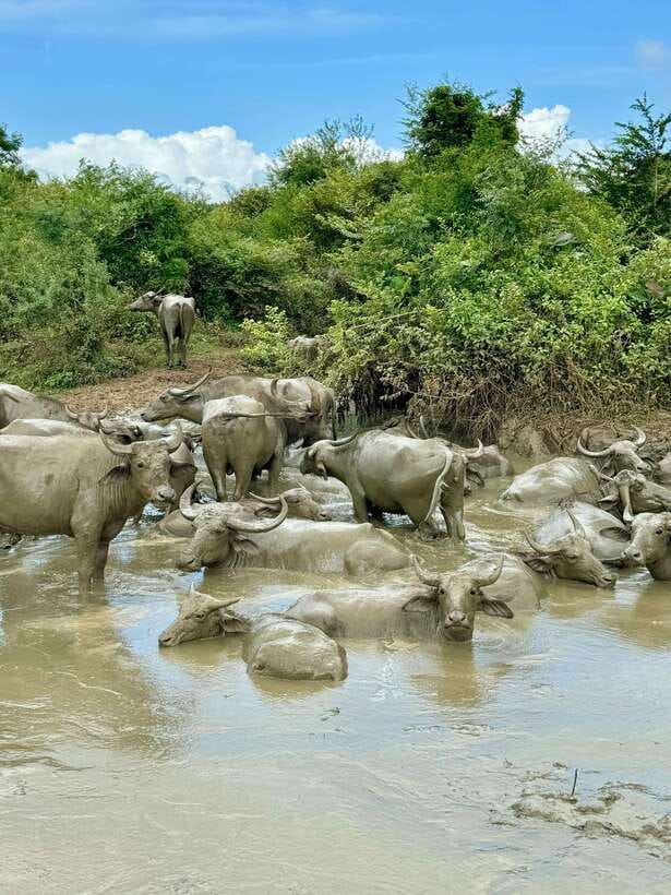 From Weligama : Udawalawa National Park Safari Tour - Why Udawalawe works well from Weligama