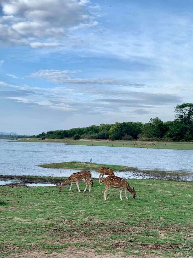 From Weligama : Udawalawa National Park Safari Tour - A useful conservation stop at Elephant Transit Home