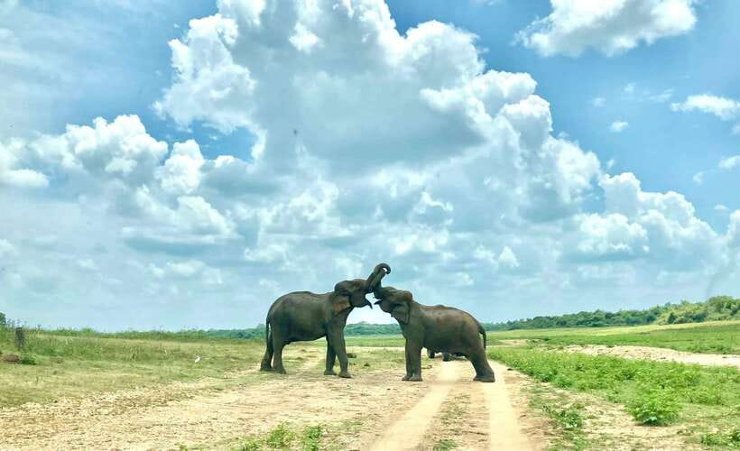 From Weligama : Udawalawa National Park Safari Tour - Comfort, guides, and the food question
